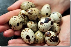 quail eggs in hand close-up