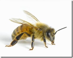 Italian Honey Bee (Apis Mellifera Ligustica)