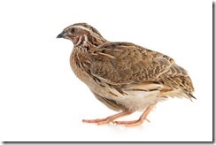 Wild quail, Coturnix coturnix, isolated on a white background.